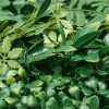 product-open-7f569b6791364015b563f3590ff79f9f-goods Faux Boxwood Hedge 20X20In for Garden Privacy Ivy Fence Interior Wall Decor, 8pcs 3D Greenery Foliage Screen Backdrop Interlocking Grid Panels