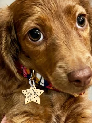 [Custom Edition] ENGRAVNOVE Exclusive Custom Double-Sided Deep-Engraved Small Dog Accessory Pet Tag, Dog Name Tag, Cat Name Tag, with the Design Theme "A Small Boat on the Lake Drifting with the Wind, Ripples Hidden in Autumn". Stainless Steel Cat