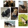product-fancy-b0c83ddc-a3ae-4430-bd35-d300474498cb Customizable Reflective Dog Harness - Anti-Escape, Adjustable Pet Chest Vest with Personalized Name & Phone Number Patch, Durable Polyester, Striped Design, Hand-Wash Only, Harness for Dogs