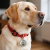 Customized High-End Dog Tags Stainless Steel Hang Tag