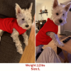 product-open-3d2e385faf474a0e819b23860334e031-goods Golden Glitter Paw Print D-Ring Dog Clothes, All-Season Warm and Comfortable Vest, Personalized Pet Apparel for Small Dogs, Cat and Dog Gift