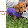 product-open-6db85f11078940828090c1d727920d5f-goods Golden Glitter Paw Print D-Ring Dog Clothes, All-Season Warm and Comfortable Vest, Personalized Pet Apparel for Small Dogs, Cat and Dog Gift