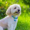 product-open-b2d4b951052e4b56bd1ae35d0531e8ea-goods Personalized Stainless Steel Pet Tag > Customizable with Name, ID, Phone Number, and More