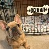 1pc Personalized Dog House Nameplate, Dog Door Sign, Custom Pet Name, Bone-Shaped Cage Tag, Name Tag with Paw Print, Custom Gift for Cat And Dog Lovers, Cage Nameplate